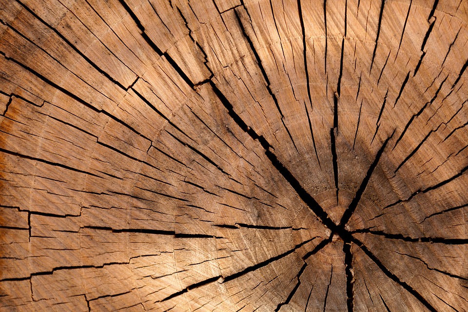 Holzbau als umweltschonende Alternative