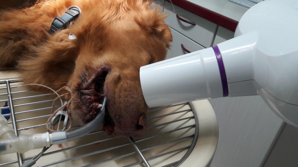 Dieses Bild hat ein leeres Alt-Attribut. Der Dateiname ist 2019-07-02-07.45.15-1-1024x576.jpgEin Hund unter Narkose während einer Zahnbehandlung (Bildquelle: Röntgen Service AG).