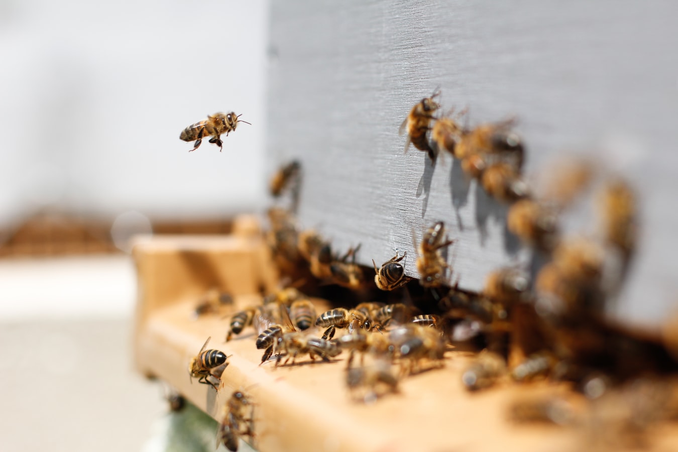 Big Data im Bienenstock: Was wir daraus lernen
