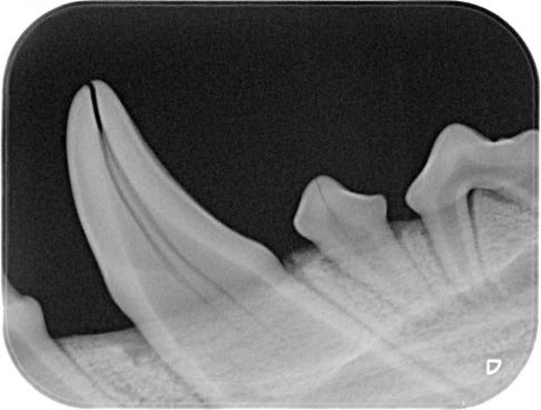 Typisches Röntgenbild eines Hundezahns