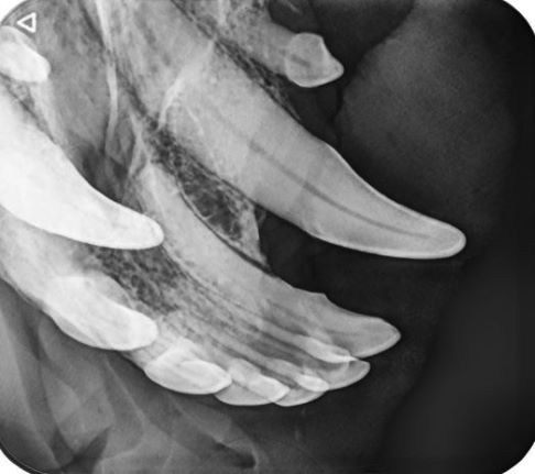 Typisches Zahnröntgenbild vom Hundegebiss, Schneide- und Eckzahn Unterkiefer