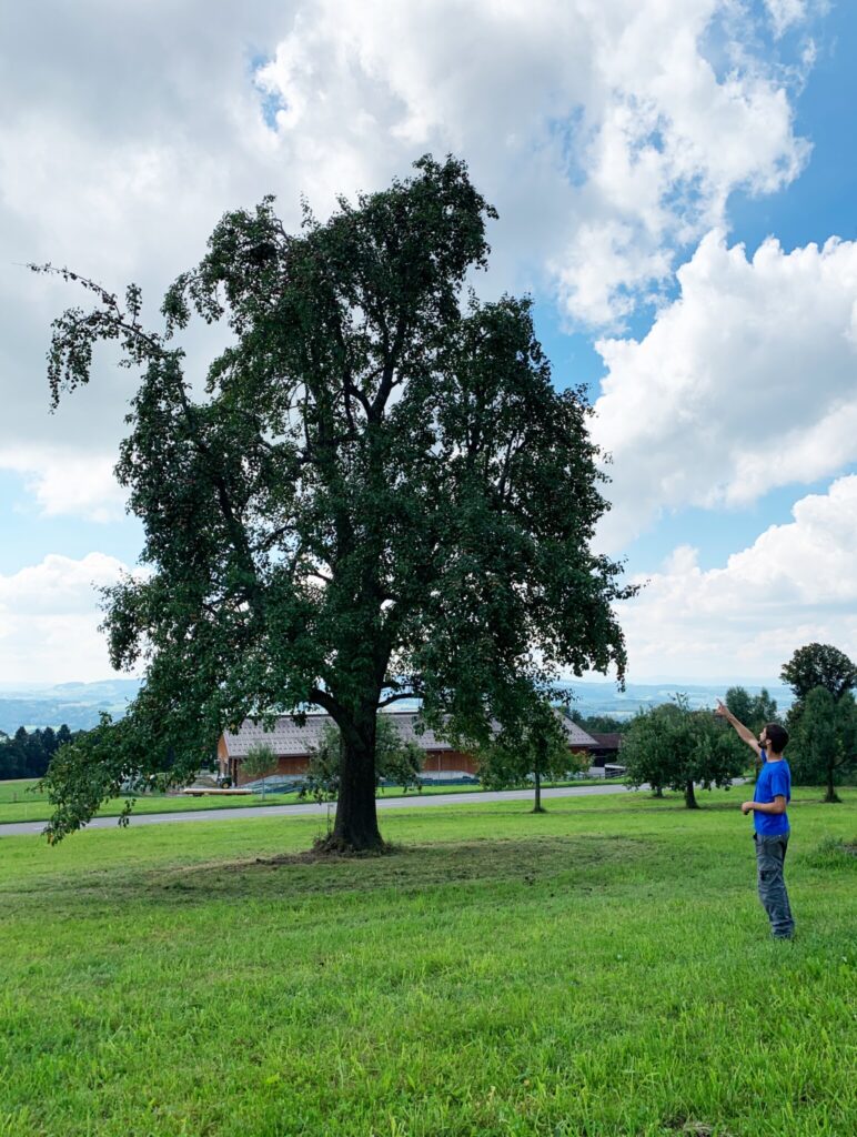 Florian Herzog vor Birnen Baum