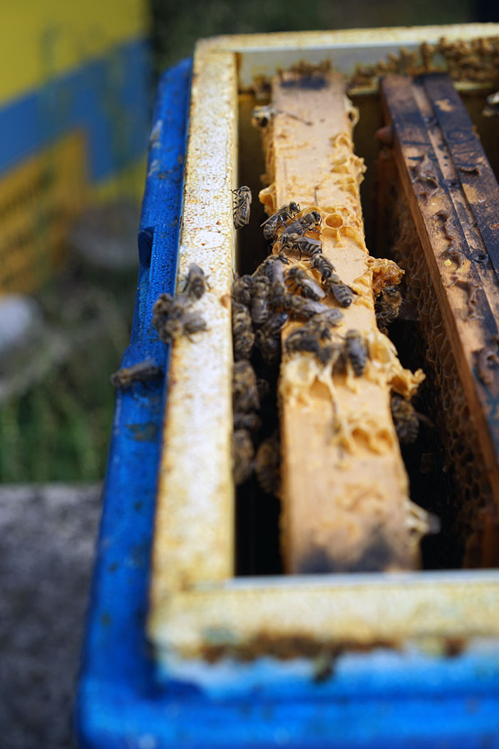 Der Bienenkasten mit seinen Bewohnerinnen