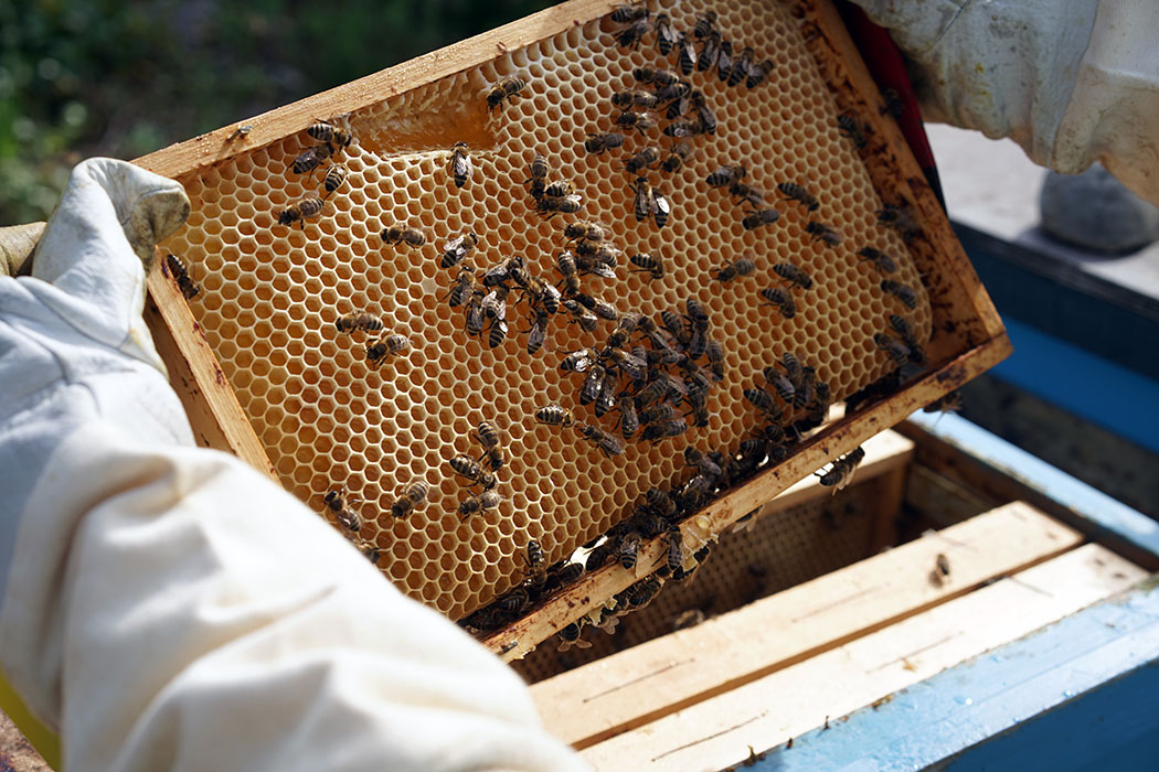 Eine Bienenwabe mit Honig